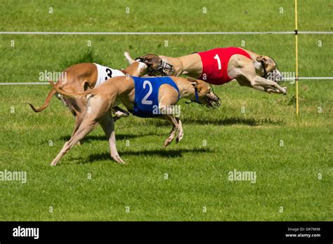 dog racing odds